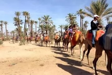 paseo en camello por el palmeral de marrakech