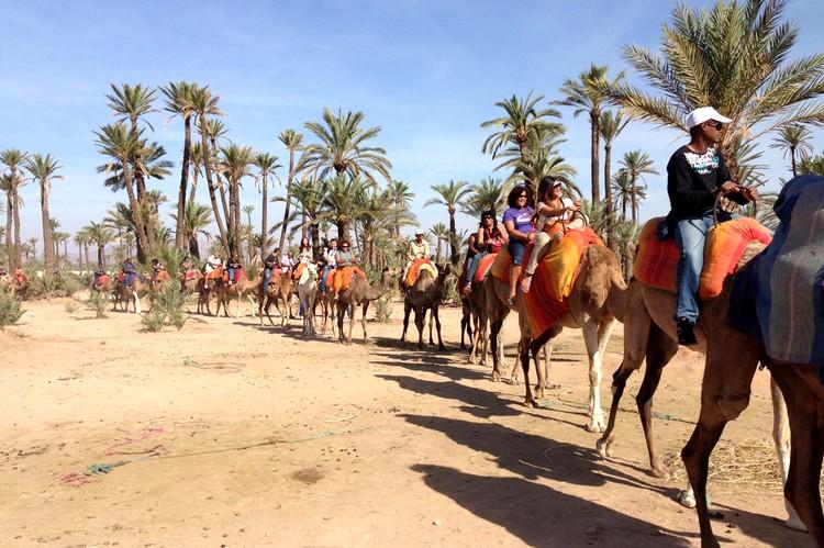 Paseo en camello por El Palmeral de Marrakech